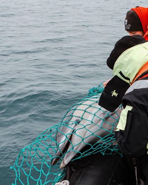 Sea Shepherd UK on Instagram: "⚠️ Sea Shepherd France have recovered SEVEN DEAD DOLPHINS, just two days into their newly launched patrol campaign: Operation Dolphin Bycatch. As part of the campaign operating off the coast of France, the @seashepherdfrance team have already captured the true cost to marine life so that the fish caught reaches human plates. Dolphins and many other animals become entangled in trawling nets used and drown - many deaths are not recorded by the fishery, making this Coast Of France, Sea Shepherd, Marine Animals, The Fish, The Coast, Marine Life, Dolphins, Mood Board, Human