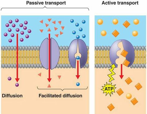 aasgaduli.blogspot.com: Transport across the cell membrane Qanda Questions, Cell Membrane Transport, Neet Study, Facilitated Diffusion, Passive Transport, Active Transport, Study Challenge, Cell Transport, Biology Resources