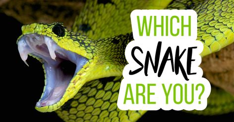 Which Snake Are You? - Quiz - Quizony.com Snake Party Games, Snake Breeds, Kinds Of Snakes, Snake Party, Women Poetry, Tree Hugger, Music Humor, Snakes, Trivia