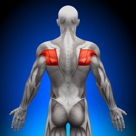 Exercises for Bursitis in the Shoulder | Livestrong.com Tricep Workout With Dumbbells, Teres Major, Bursitis Shoulder, Exercise Without Weights, Resistance Band Arm Workout, Dumbbell Arm Workout, Best Resistance Bands, Barbell Row, Muscle Builder