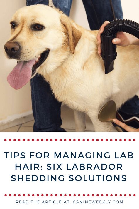 Want to know if labrador dog breed shed, how much and when? Click here to find out powerful tips on how to manage your labrador shedding. #labradorshedding #dogsheddingremedies Shedding Dog Tips, Dog Shedding Remedies, Lab Training, Dog Health Tips, Lab Dogs, Dog Training Techniques, Grooming Tips, Dog Tips, Labrador Retriever Puppies