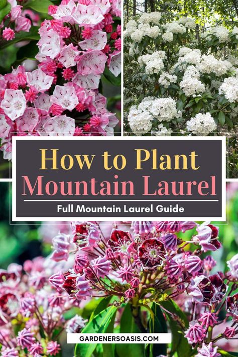 These tips on growing Mountain Laurel are the BEST!! I love that this shade loving shrub (Kalmia latifolia) is evergreen and has beautiful flowers. Now that I know how to care for it, I'm definitely adding one to my shade garden. Partial Shade Perennials, Shade Perennial Garden, Shade Flowers Perennial, Perennial Bushes, Laurel Shrub, Shade Loving Shrubs, Kalmia Latifolia, Beautiful Spring Flowers, Shade Loving Perennials