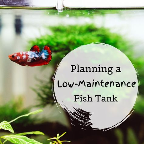 Koi Fish Care, Big Fish Tanks, 10 Gallon Fish Tank, Fish Freshwater, Glow Fish, Aquarium Set, Small Fish Tanks, Aquarium Maintenance, Betta Aquarium