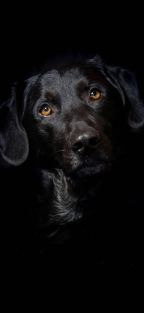 Black dog wallpaper Black Dog Wallpaper, Dog Wallpaper Iphone, Black Labrador Dog, Black Labrador Retriever, Black Lab Puppies, Black And White Dog, Black Labs, Cute Dog Pictures, Labrador Retrievers