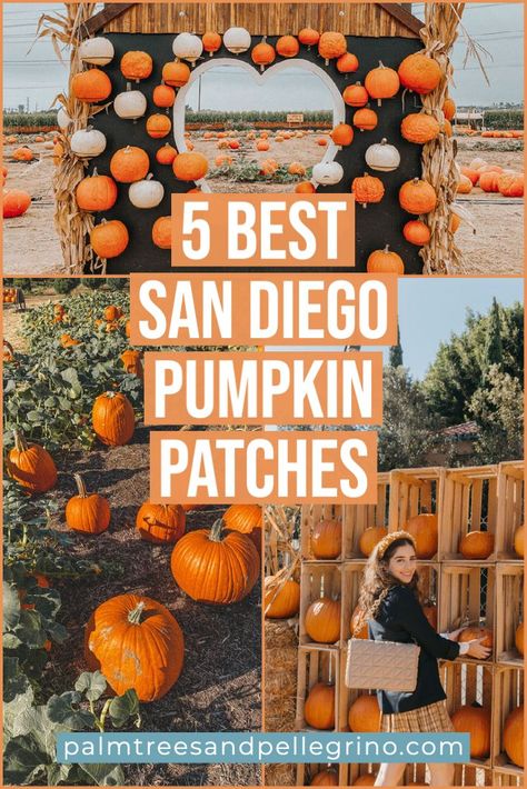 5 Best San Diego Pumpkin Patches. Things to do in San Diego in the fall. Fall in San Diego. Pumpkin patch photo ideas Halloween In San Diego, San Diego Fall Activities, San Diego Halloween, San Diego Fall Outfits, Pumpkin Patch San Diego, San Diego Outfits Fall, Pumpkin Patch Photo Ideas, San Diego Neighborhoods, Types Of Pumpkins