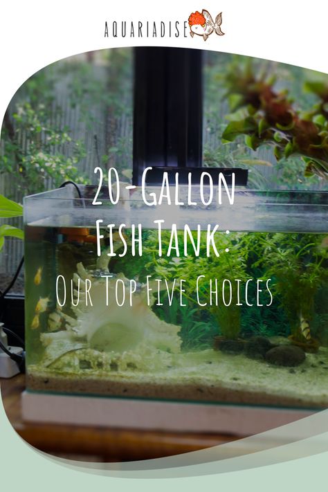 A 20-gallon fish tank can accommodate a variety of fish and invertebrates. We review five of the best 20-gallon fish tanks that are currently on the market and explain how to choose a community of fish for your new tank! 25 Gallon Fish Tank Ideas, 20 Gallon Fish Tank, 29 Gallon Fish Tank Ideas, 20 Gallon Fish Tank Ideas, Modern Fish Tank, Community Fish Tank, 20 Gallon Aquarium, Nano Reef Tank, Community Tanks