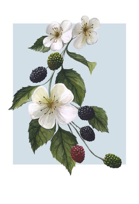 Berries And Flowers Tattoo, Realistic Blackberry Tattoo, Blackberry Flower Tattoo, Myrtle Tattoo, Blackberry Tattoos, Blackberry Drawing, Blackberry Flower Drawing, Blackberry And Flower Tattoo, Blackberry Branch Tattoo