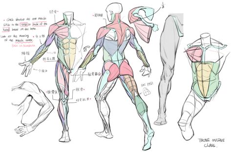 ArtStation - Online Class demo and old project, TB Choi Simple Anatomy, Sketch Anatomy, Anatomy Tips, Tb Choi, Human Anatomy Reference, Anatomy Tutorial, Drawing Lesson, Human Anatomy Drawing, Muscle Anatomy