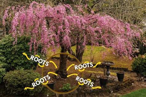 Are Weeping Cherry Trees Invasive? Weeping Cherry Tree Care, Pink Weeping Cherry Tree, Weeping Cherry Tree Landscaping, Weeping Redbud Tree, Weeping Cherry Blossom Tree, Yoshino Cherry Tree, Weeping Cherry Tree, Weeping Trees, Weeping Cherry