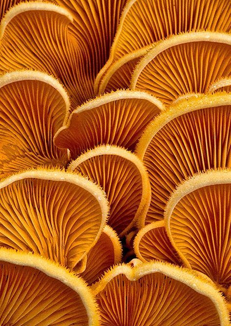 Fungi Pictures, Mushroom Pictures, Texture Inspiration, Texture Photography, Organic Form, Weird And Wonderful, Natural Forms, Mellow Yellow, Patterns In Nature