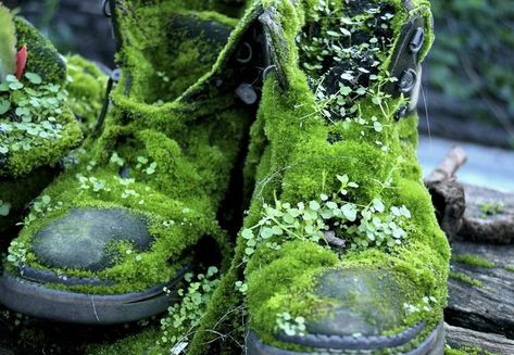 Forgotten boots in Australia... - 9GAG Moss Covered, Goblin Core, Moss Garden, Nature Aesthetic, Green Aesthetic, Peta, Pretty Pictures, Mother Nature, Terrarium