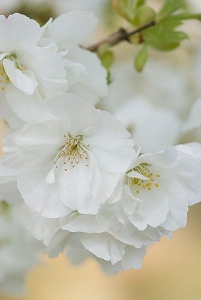 Finding Neverland Spring Beauty, White Gardens, Deco Floral, Spring Blossom, Apple Blossom, Arte Floral, Flowering Trees, Exotic Flowers, Spring Green