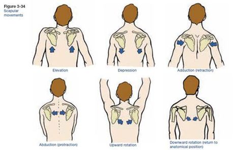 Rhomboid Exercises, Scapula Exercises, Punkty Spustowe, Yoga Anatomy, Muscle Anatomy, Pilates For Beginners, Rotator Cuff, Mobility Exercises, Hand Therapy