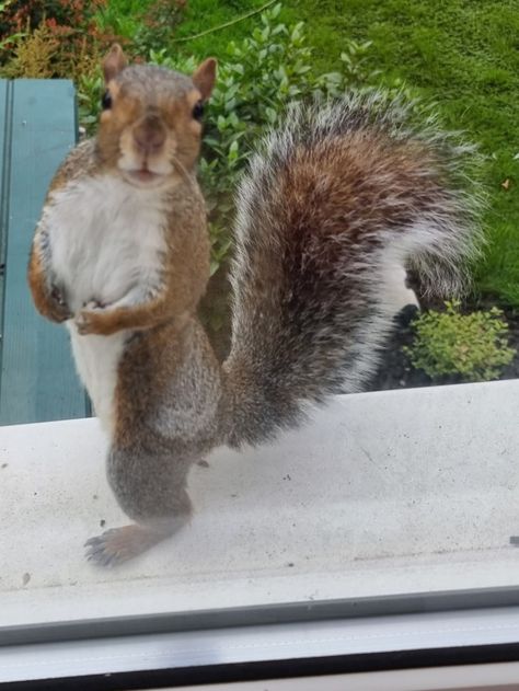 Squirrel Pfp, Scary Squirrel, Squirrel Humor, Pose Outside, Poses Outside, Funny Squirrel Pictures, Fat Squirrel, Goofy Animals, Outside Window