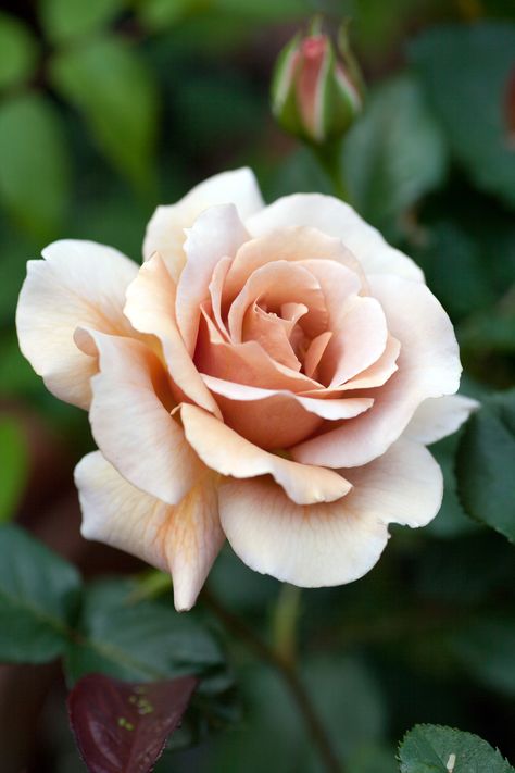 Hybrid Tea Rose: Rosa 'Julia's Rose' AKA 'Chocolate Rose' (U.K., 1976) Flowering Tea, Rose Reference, Hybrid Tea Rose, Chocolate Roses, Hybrid Tea Roses, Rose Tea, Tea Rose, Beautiful Rose Flowers, Flower Tea