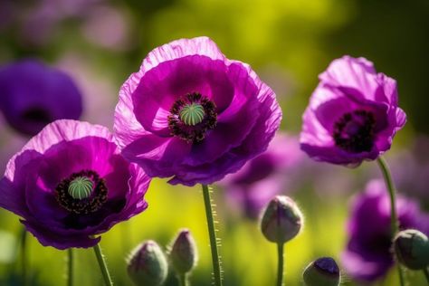 Purple Poppy Flower Meaning, Symbolism & Spiritual Significance - Foliage Friend - Learn About Different Types of Plants Purple Poppy Tattoo, Poppy Flower Meaning, Purple Poppy Flower, Purple Meaning, Different Types Of Plants, Purple Poppy, Poppy Tattoo, Purple Poppies, Poppies Tattoo