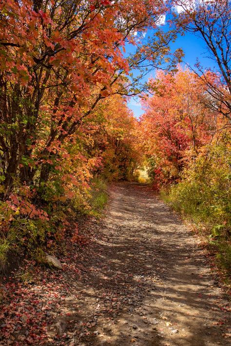 Bear Lake Idaho, Bear Lake Utah, Season Of Change, Idaho Falls, Autumn Scenes, Bear Lake, Autumn Scenery, Autumn Beauty, Nature Inspired Design