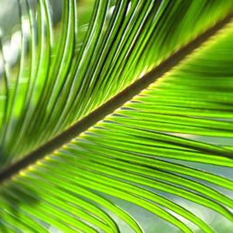 How to Preserve Palm Fronds How To Dry Palm Fronds, Palm Fronds Art, Guam Island, Campervan Design, Palm Weaving, Palm Sunday Decorations, Palm Tree Crafts, Dry Leaf Art, Preserving Flowers