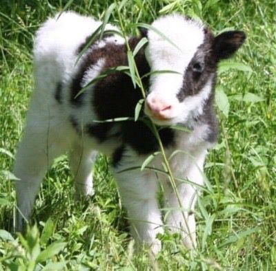 Fluffy Cows, Baby Cow, Baby Cows, Pretty Animals, Fluffy Animals, Cute Cows, Cute Creatures, Animal Photo