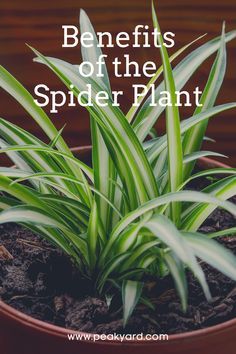 Spider Plant Bathroom, Hawaiian Spider Plant, Spider Plant Decor, Agave Plant Landscaping, Spider Plant Care Indoor, Low Light Plants Indoor, Spider Plant Indoor, Spider Plant Benefits, Plants Activities