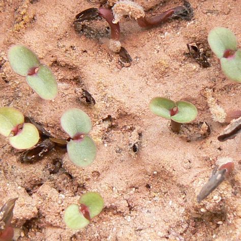 Windowsill Cactus: Ceropegia woodii seeds Ceropegia Woodii, Succulent Plants, Cacti And Succulents, Planting Succulents, Succulent, Cactus, Seeds, Plants