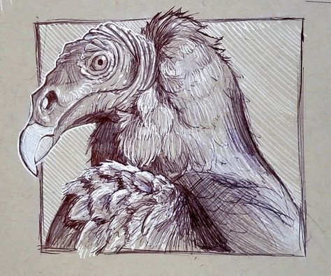 Vulture Sketch, Animal Drawing Reference, Turkey Vulture, Bird Identification, Bird Care, Animal Reference, Rare Birds, Dark Tattoo, Animal Drawing