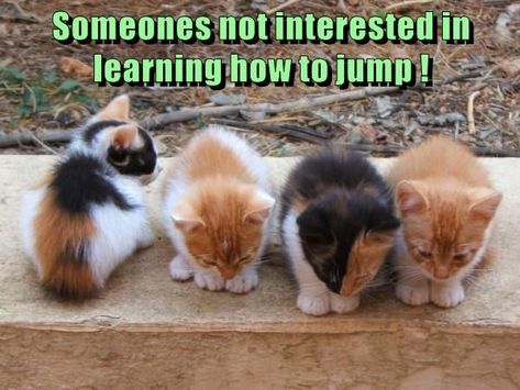 Hilarious Cats, Cute Cat Quotes, Cheezburger Cat, Animal Humour, Cats Funny, Amy Adams, Cat Quotes, Crazy Cat, Kitty Cats