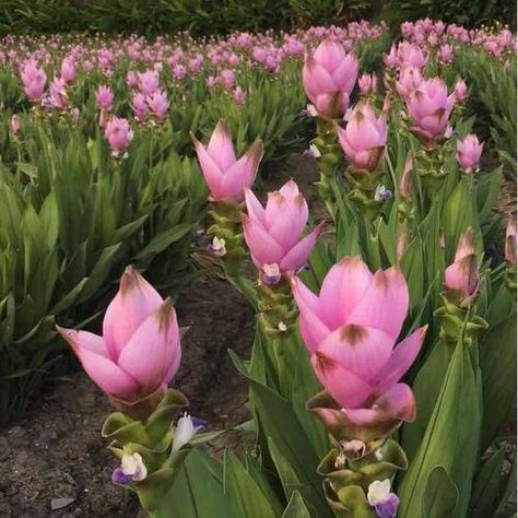 How to Propagate Siam Tulip - RayaGarden Siam Tulip, Siam Tulip Care, Tulip Care, When Do You Plant Tulips Bulbs, Liriodendron Tulipifera, Flaming Parrot Tulip, Species Tulips, Seed Balls, Planting Tulips