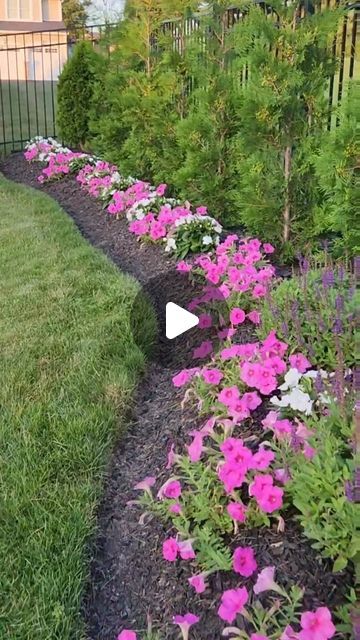 Tatiane | Our.cozy.white.home on Instagram: "Here is how I take care of my Petunias! @wavegardening  Wave Petunia is one of my favorite annual flowers in my garden. To make sure to have a great season performance I have to follow these steps...  1- Fertilizer every two weeks (I use @miraclegro ) 2- budworm spray preventative weekly or needed(I use @bonideproducts  And the final result is what I get... glorious pink carpet of flowers until mid fall! 🌸🌺🌸🌺  Do you like Petunias? Hope you have a wonderful weekend! 😊  . . . . . . #wavepetunias #petunia #petuniacare #budworms #gardenzone6 #gardeningcare #summer2023 #beforeandafter #pinkflowers" Carpet Flowers Plants, Petunia Landscaping Ideas, Petunia Garden Flower Beds, Wave Petunias Flower Bed, Petunias Flower Bed Front Yards, Petunia Flower Bed, Bubblegum Petunias, Petunias In Pots, Petunia Garden