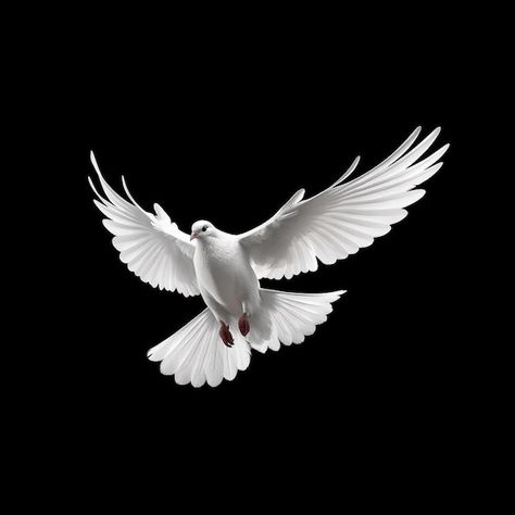 Dove Background, White Dove Flying, Dove Flying, Church Graphics, Christ Quotes, White Dove, White Doves, Holy Spirit, Black Background