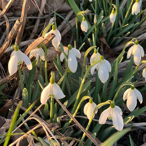 Snowdrops Aesthetic, Snowdrop Flower Aesthetic, Snowdrop Aesthetic, Spring Kingdom, Early Spring Aesthetic, Snow Drops Flowers, Paper Whites, Hygge Winter, Descendants Oc