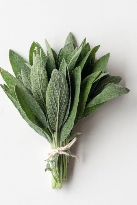 You are going to love growing your own culinary herbs. Here are 9 fresh herbs you can grow in your kitchen window. Perfect for cooking and baking. Sage, rosemary, basil, chives, oregano, mint, parsley, thyme, and cilantro. #freshherbs #culinaryherbs #herbs #gardenherbs Pasta Evangelists, Herbs For Inflammation, Freezing Cilantro, Herbs To Grow Indoors, Sage Herb, Herbs To Grow, Lemon Poppyseed Bread, Growing Herbs Indoors, Italian Herbs