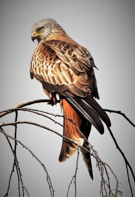 Bird Of Prey Photography, Red Kite Tattoo, Red Kite Bird, Kite Illustration, Kite Drawing, Kite Tattoo, Kite Art, Kite Bird, Red Kite