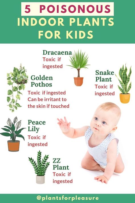 Planting For Kids, Zz Plant, Poisonous Plants, Montessori Baby, Peace Lily, Plant Health, Baby Safe, Gardening For Kids, Cheat Sheet