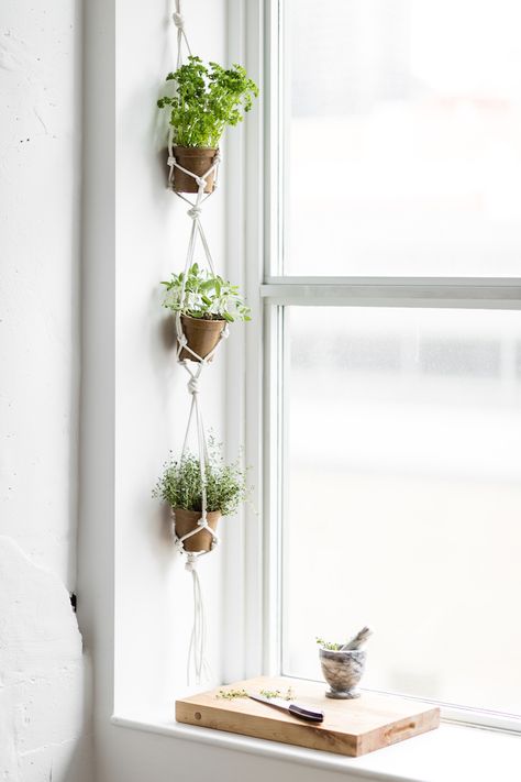 Hanging Herb Garden, Hanging Herbs, نباتات منزلية, Hanging Plants Indoor, Island Decor, Urban Gardening, Herbs Indoors, Small Room Design, Makeup Room