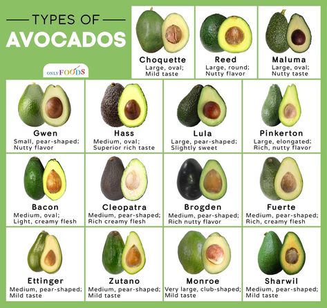 15 Different Types of Avocados Out There You May Not Know About Avocado Varieties, Avocado Types, Avocados From Mexico, Mayo Salad, Salad Avocado, Cream Salad, Bacon Avocado, Flavored Bacon, Shrimp Salad