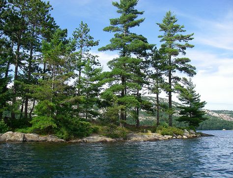 Jack pines … are not lumber trees (and they) won’t win many beauty contests either... In its silence it speaks of wholeness … an integrity that comes from being what you are. - Douglas Wood. Jack Pines | Flickr - Photo Sharing! Jack Pine Tree, Pine Tree Drawing, Jack Pine, Douglas Wood, White Quartzite, La Cloche, Tree Images, Killarney, Tree Drawing