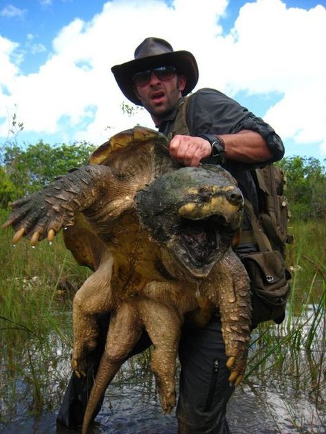 Common Snapping Turtle, Alligator Snapping Turtle, Snapping Turtle, Tortoise Turtle, Turtle Love, Rare Animals, In Sign, Crocodiles, Weird Creatures