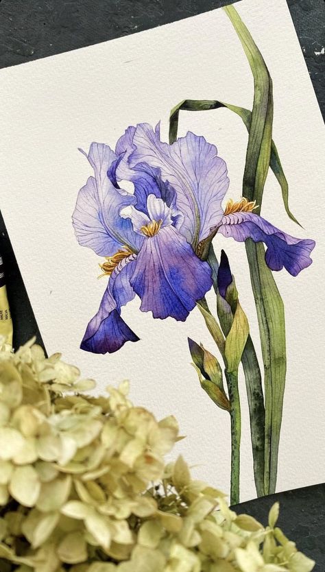 Iris Art, Iris Painting, Watercolor Architecture, Watercolor Paintings For Beginners, Watercolor Sketchbook, Watercolor Flower Art, Art Painting Gallery, 수채화 그림, Watercolor Art Lessons