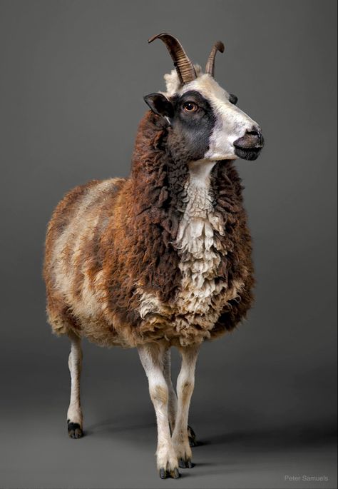 Ram Hooves, Sheep Hooves, Cloven Hooves, Random Animals, Jacob Sheep, Kingdom Animalia, Sheep Farm, Pics Art, Taxidermy