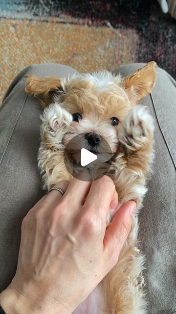 Maltipoo, Maltese, Poodle Teacup Puppies - MLA Pets on Instagram: "Lots of MALTIPOO PUPPY LOVE to You All🥰🙏🐾🌸❤️🌸🐾

#doglover #doglovers #cutnessoverload #cutepetclub #toomuchcuteness #toocute #toocuteforwords
#puppy #puppylove #puppylover #reelsvideo #trendingreels #maltipoosofinstagram #maltipoos #cutestpuppy #dogs #cutestdogs #teddybearlove #teddybeardog #dogofinstagram #instadog #instadoggy #doglife #doglifeisgood #mlapets #pet #petlovers" Teacup Maltipoo Puppy, Maltipoo Full Grown, Poodle Teacup, Teacup Maltipoo, Teacup Poodle Puppies, Maltipoo Puppies For Sale, Maltipoo Dog, Pets Preschool Theme, Maltese Poodle