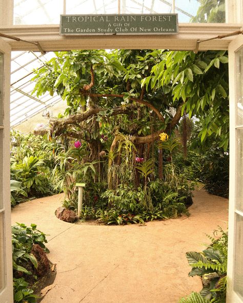 Indoor Forest, Forest Ideas, Trip To New Orleans, Indoor Waterfall, Indoor Greenhouse, Cool Things To Do, Hummingbird Garden, Biophilic Design, Purple Orchids