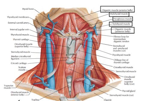 Human Anatomy Lessons: Suprahyoid Muscles Anatomy Of The Neck, Throat Anatomy, Neck Muscle Anatomy, Jugular Vein, Mouth Anatomy, Nerve Anatomy, Facial Nerve, Carotid Artery, Ligaments And Tendons