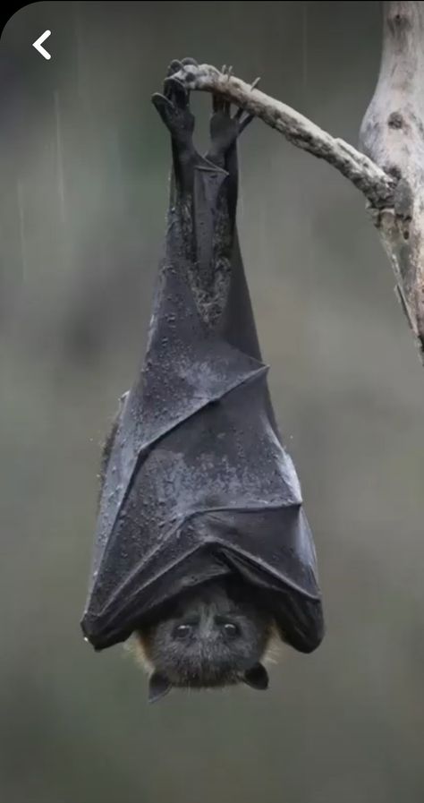 Bat Upside Down, Folded Bat Wings Reference, Bat Hanging Upside Down, How To Draw Bats, Bat Photography, Bats Animal, Bat Reference, Bat Tail, Bat Pictures