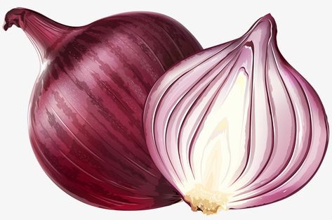 Onion Clipart, Daffodil Clipart, Onion Illustration, Onion Drawing, Acyrlic Painting, Grass Clipart, Purple Png, Wild Onions, Onion Bulbs