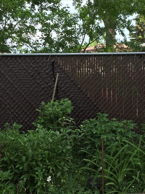 I have a 6 foot chain link fence but I wanted my garden to be very private. I had vertical privacy slats already but I added diagonal fence weave over the top. On the left is the section with both slats. The section on the right only has the vertical slats in at the time I took the photo. You can see that my fence will be as private as a wooden fence but won't need staining. Privacy Slats, Fence Weaving, Beach House Backyard, Lawn Ideas, Privacy Fencing, Vertical Slats, Mesh Fence, Fence Slats, Foot Chain