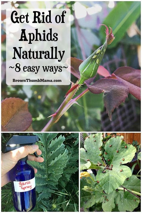 How To Get Rid Of Afids In The Garden, Aphids On Plants, Get Rid Of Aphids, Organic Insecticide, Organic Pesticide, Garden Insects, Garden Pest Control, Tomato Garden, Wildflower Garden