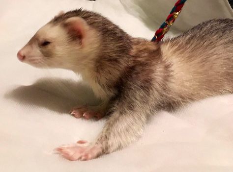 Excited to share the latest addition to my #etsy shop: Ferret/small pet self-adjusting Infinity/figure 8 Leash Harness combination #pets #adjustableharness #harnessleashcombo #ferretsupplies #figure8ferret #figure8harness #figure8leash #smallpetharness #smallanimalleash Rat Harness, Ferret Harness, Ferret Tattoo, A Ferret, Cute Ferrets, Real Coffee, Human Babies, Gifts For Photographers, Pet Harness