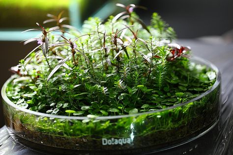 Wabi Kusa, Aquatic Garden, Indoor Water Garden, Moss Plant, Urban Street Art, Moss Terrarium, Moss Garden, Tiny Plants, Indoor Gardens