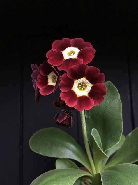 Auricula Flower, Auriculas Flower, Primula Auricula, Nothing But Flowers, Unusual Flowers, Language Of Flowers, Airbrush Art, Pretty Plants, Jolie Photo